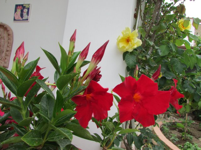 Casa Dei Fiori Di Maria - Photo 13 - Capri
