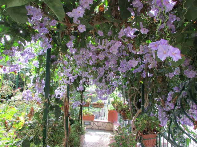 Casa Dei Fiori Di Maria - Photo 14 - Capri